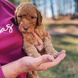 Orange collar - Goldendoodle puppy in Eustace, Texas from Oh Doodles