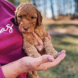 Orange collar - Goldendoodle puppy in Eustace, Texas from Oh Doodles