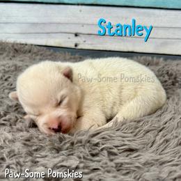 Stanley - White male Pomsky puppy in Krum, Texas from Paw-Some Pomskies