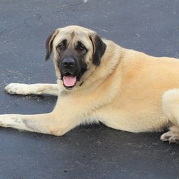 Anatolian Shepherd Dogs from South Of Eden Farms