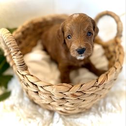 Quinn - Red  male Goldendoodle puppy in Bremen, Indiana from Farmland Doodles