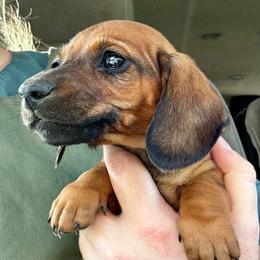 Rocket - Red male Dachshund puppy in Brave, Pennsylvania from Nataly Rinkhoff