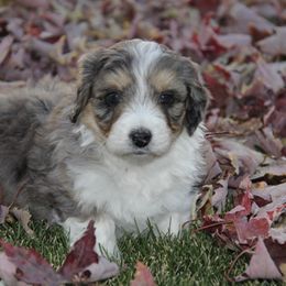 Aussiedoodle and Goldendoodle Puppies from Skyridge Doodles