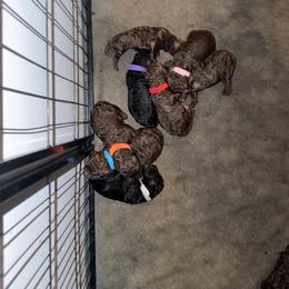 Boy 3 - Brown male Poodle puppy in Atlanta, Georgia from Syren House Doodles & Poodles