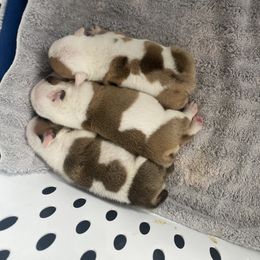 Bulldog Puppies from Villaobos kennels LLC