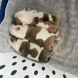 Bulldog Puppies from Villaobos kennels LLC