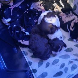 Dachshund Puppies from Das Low Doxies