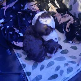 Dachshund Puppies from Das Low Doxies