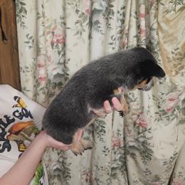 Blue Boy 5 - Blue male Australian Cattle Dog puppy in Center Point, Texas from Lone Star Heelers