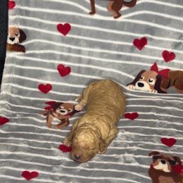 No name - Apricot male Goldendoodle puppy in Jacksonville, North Carolina from A1 Designer Pups and More