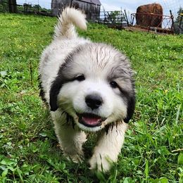OFA Health Tested RED - White and badger male Great Pyrenees puppy in Lynchburg, Tennessee from Flashlight Farmers AKC Great Pyrenees
