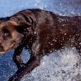 Labrador Retrievers from Lazy M Labradors