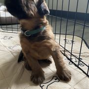Boy 2 - Tawny Briard puppy in Spring Green, Wisconsin from Redame Briards