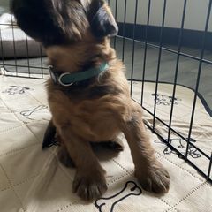 Boy 2 - Tawny Briard puppy in Spring Green, Wisconsin from Redame Briards