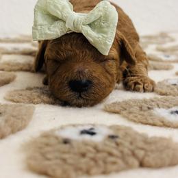 Cavapoo, Cockapoo, Goldendoodle, and Maltipoo Puppies from Perdue Puppies