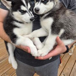 Siberian Husky Puppies from Nikolay Veltchev