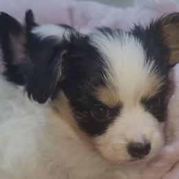 Boy 1 - White black and tan male Papillon puppy in Florida from Tammy's Papillon Playpen