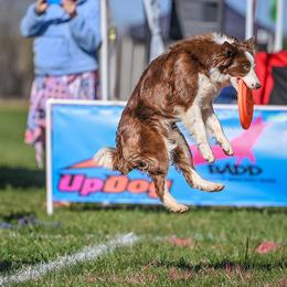 Roary - Border Collie