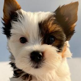 Boy 1 - male Biewer Terrier puppy in Brentwood, California from Perfección Del Cielo Biewer Terriers