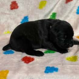 Purple Collar R - Black male Cane Corso puppy in Paris, Texas from Knucklehead Cane Corso