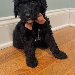 Goldendoodle Puppies from Southern Darling Doodles