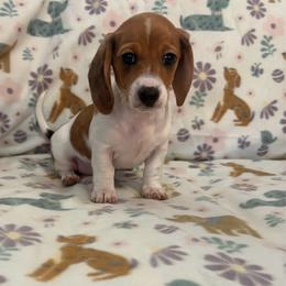 Skittles - Piebald female Dachshund puppy in Nampa, Idaho from Treasure Valley Dachshunds