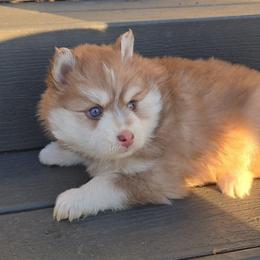 Haxel - Red and white female Pomsky puppy in Coatesville, Pennsylvania from Peaceful Pomskys
