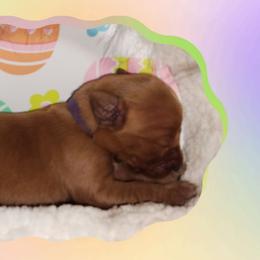 Purple - Dark golden female Golden Retriever puppy in Davisboro, Georgia from Ginger Snap Golden Retrievers