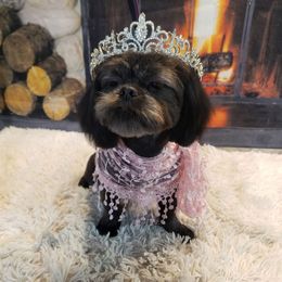 Shih Tzu All Grown Up from Shihtzu_NC