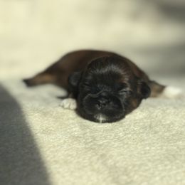 Mickey Mouse - Brindle male Shih Tzu puppy in Las Vegas, Nevada from Vegas Shih Tzus
