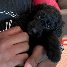 Goldendoodle Puppies from Lucky's Doodlez