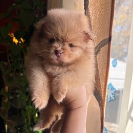 Honey - Cream sable female Pomeranian puppy in Denver, Colorado from Tiny Tornado Poms