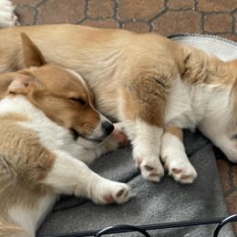 American Corgi and Pembroke Welsh Corgi Puppies from Emma’s Corgi’s