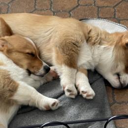 American Corgi and Pembroke Welsh Corgi Puppies from Emma’s Corgi’s