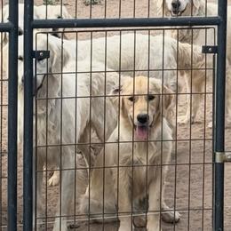 Bowser - Golden male Golden Retriever puppy in Colorado Springs, Colorado from Sharp Guardians and Goldens
