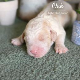 Oak-light blue collar - White and brown male Saint Berdoodle puppy in Paw Paw, Michigan from ProAct Canines