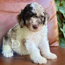 Dune - Chocolate merle male Bernedoodle puppy in Tulsa, Oklahoma from The Poodle Co. Raising Doodles & Poodles