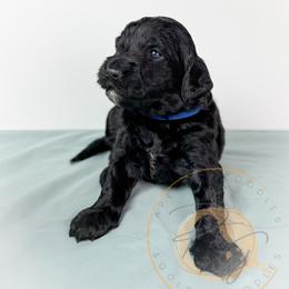 Percy (light blue collar) - Black male Goldendoodle puppy in Murrieta, California from Apricot Poodles & Goldendoodles, LLC