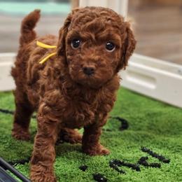 Cosmopolitan - Red  female Poodle puppy in Salem, Missouri from Meadowbrook Poodles