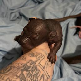Horchata - Black white and tan female Xoloitzcuintli puppy in Manitowoc, Wisconsin from Wonderland Kennel