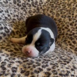 Tri Male 1 - Black and tan male Pembroke Welsh Corgi puppy in Weatherford, Texas from Flyin H Corgi’s