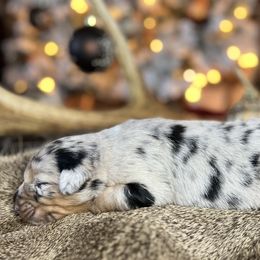 Miniature Australian Shepherd Puppies from Quartz Creek Aussies