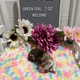 Aussiedoodle and Australian Shepherd Puppies from Loving Puppy Paws Kennel