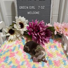 Aussiedoodle and Australian Shepherd Puppies from Loving Puppy Paws Kennel
