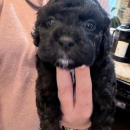 Penne - Black female Cockapoo puppy in Clarks Summit, Pennsylvania from M&M Cockapoos