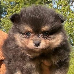 Kingston Black Cider - Tri-colored male Pomeranian puppy in Port Angeles, Washington from Pacific Northwest Pomeranians