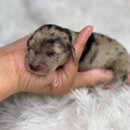 Alfie - Dapple male Dachshund puppy in Goodyear, Arizona from D&C Royal Dachshunds LLC