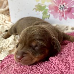 Becker AKC - Chocolate and tan male Dachshund puppy in Hendersonville, North Carolina from Snarky Doxy Miniature Dachshunds