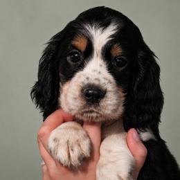 Coyote - Black white and tan male English Springer Spaniel puppy in Fort White, Florida from Thunderbird Springers
