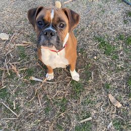 Macy - Boxer